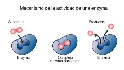 MicroTalks - Conferències de Microbiologia: Enzims bacterians en la vida quotidiana