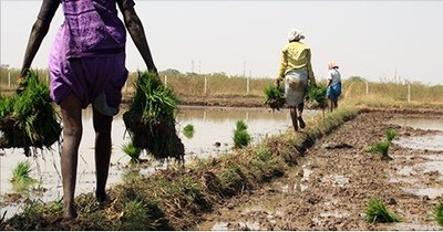 XXV Convocatòria d'Ajuts del CCD